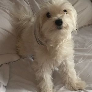 Meet your Posher, Dennis